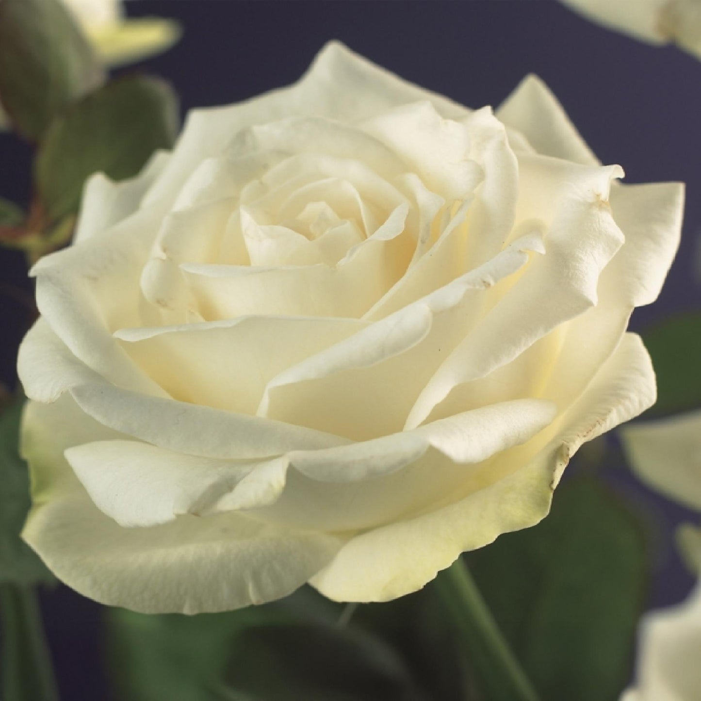 Rosa 'White Climber' - Klimroos