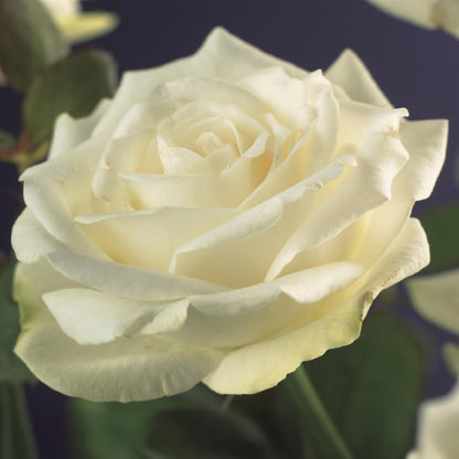Rosa 'White Climber' - Klimroos