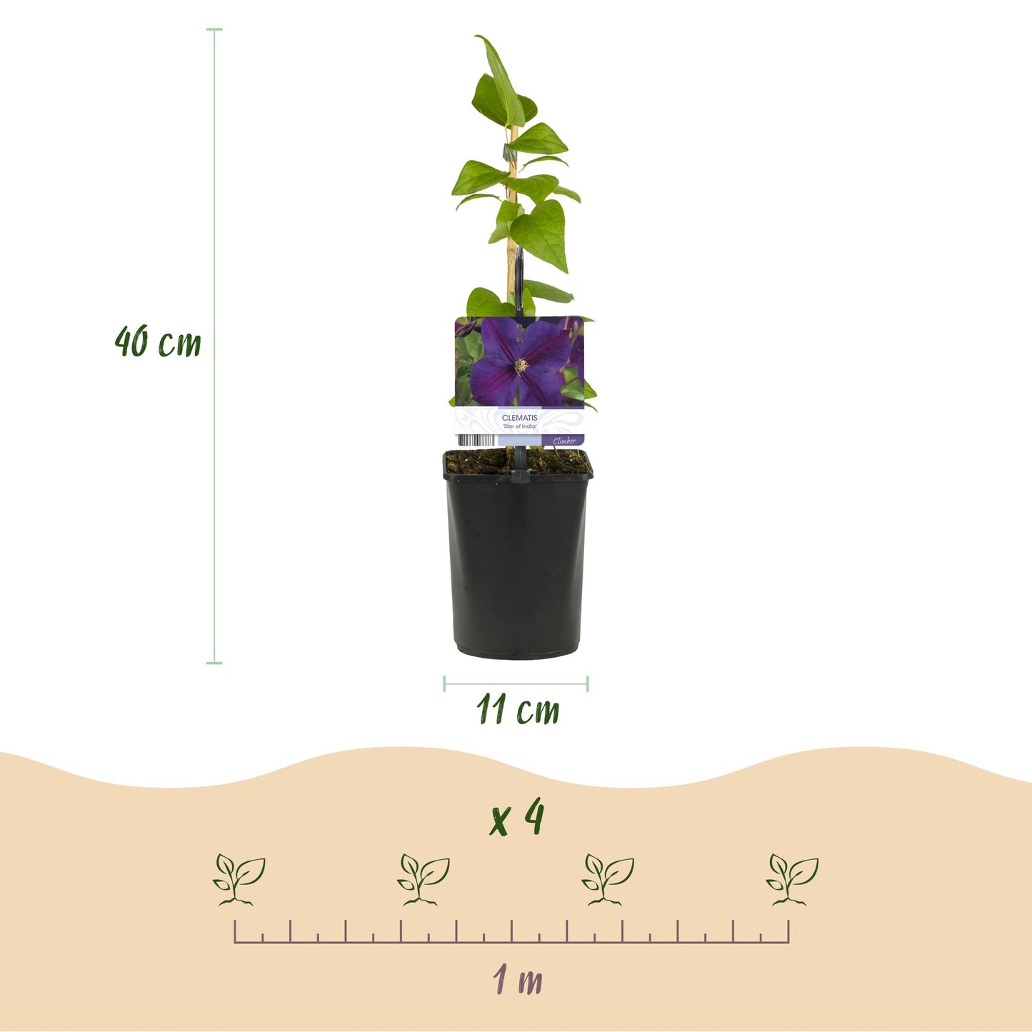 Clematis 'Star of India' - Clematis - 2 planten - Pot 11cm - Hoogte 40cm