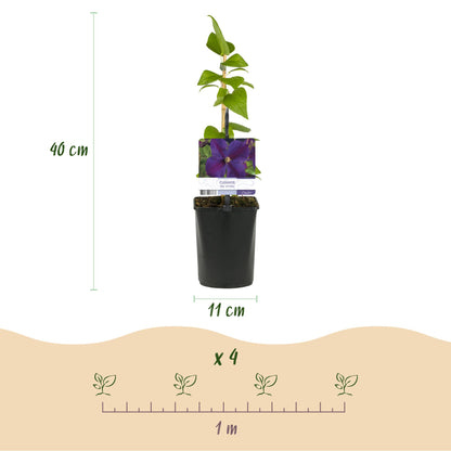 Clematis 'Star of India' - Clematis - 2 planten - Pot 11cm - Hoogte 40cm