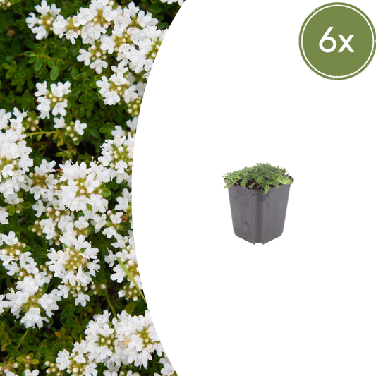 Thymus praecox 'Albiflorus' - Tijm
