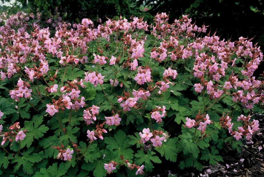 Geranium macrorrhizum 'Ingwersen's Variety' - Ooievaarsbek