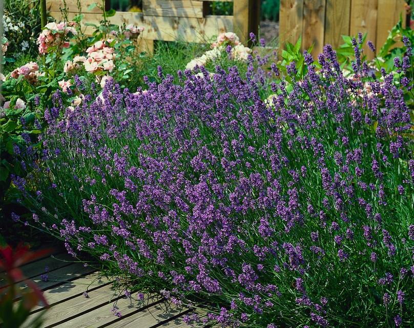 Lavandula angustifolia 'Munstead' - Lavendel