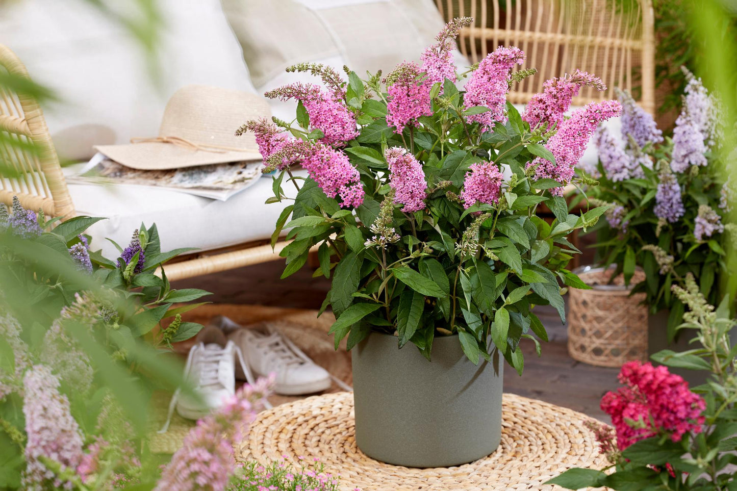 Buddleja davidii 'Butterfly Candy Little Pink' - Vlinderstruik - hoogte 20-25cm