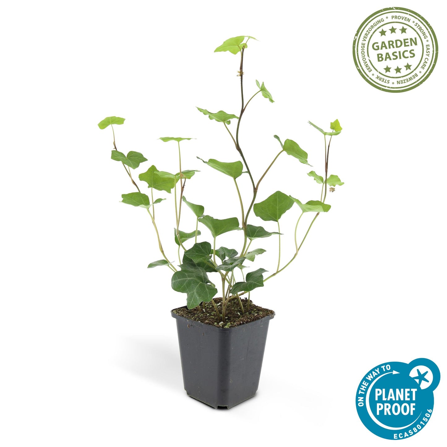Hedera helix 'Hibernica' - Klimop