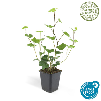 Hedera helix 'Hibernica' - Klimop