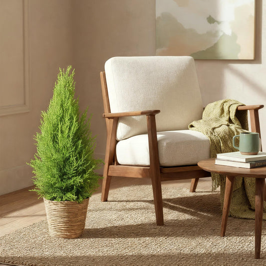 Cupressus Gold Crest Wilma - Kamerconifeer - incl. mand - pot 21cm - hoogte 85-95cm