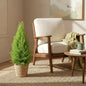 Cupressus Gold Crest Wilma - Kamerconifeer - incl. mand - pot 21cm - hoogte 85-95cm