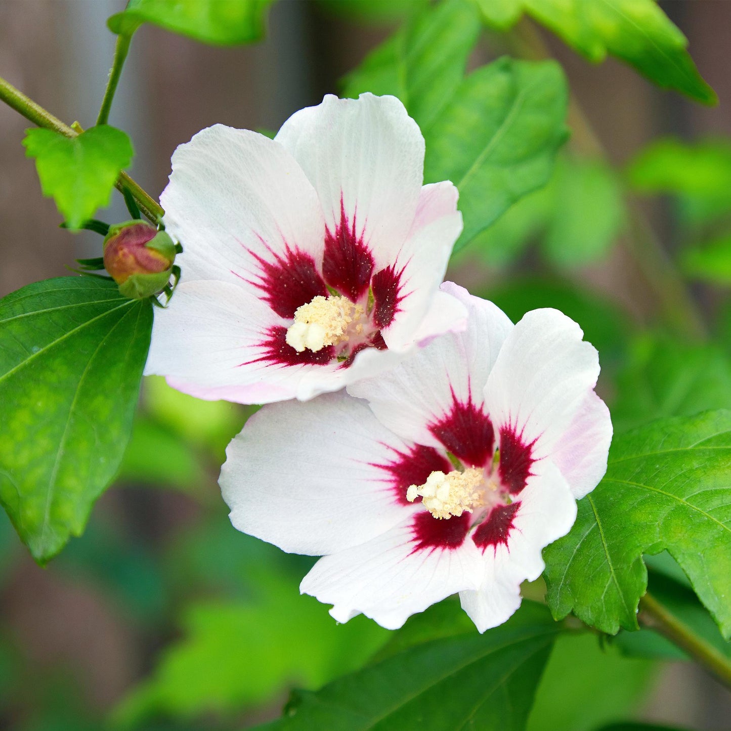Hibiscus syriacus 'Hamabo' - Altheastruik - hoogte 45cm