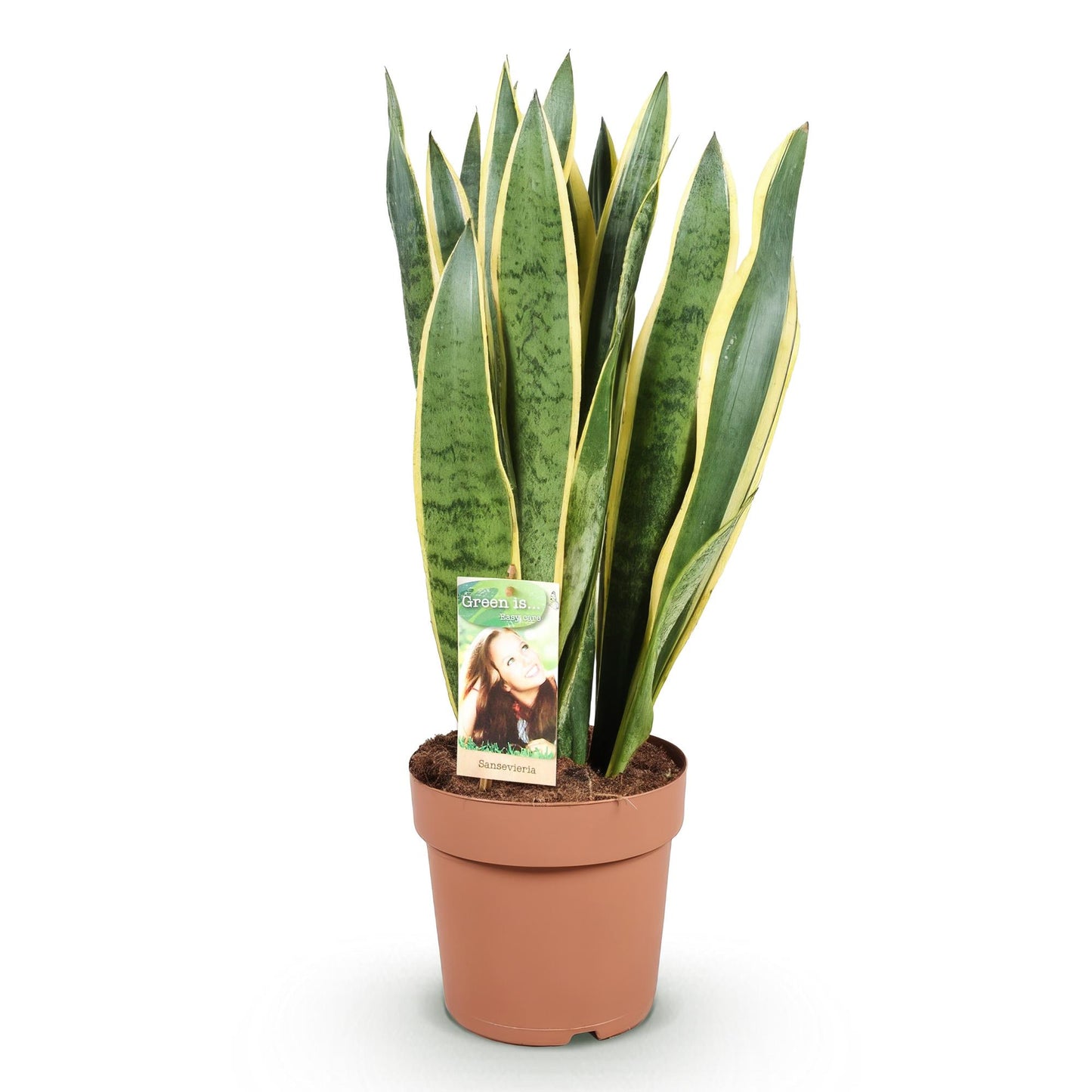 Sansevieria Laurentii - Vrouwentong - pot 21cm - hoogte 70-80cm