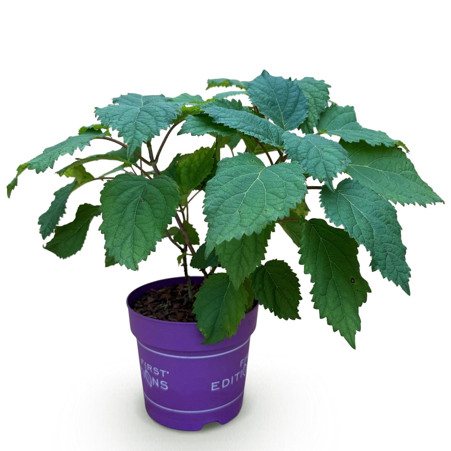 Hydrangea arborescens 'FlowerWOW' - Hortensia - hoogte 20-30cm