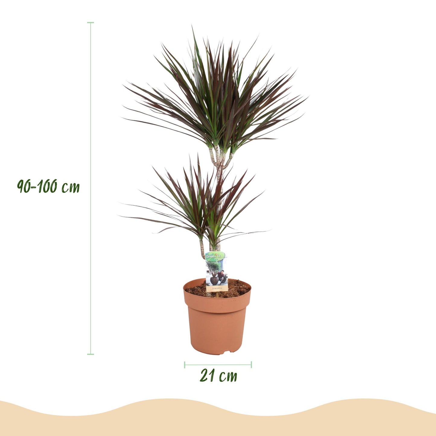 Dracaena Magenta - Drakenbloedboom - incl. pot grijs - pot 21cm - hoogte 90-100cm