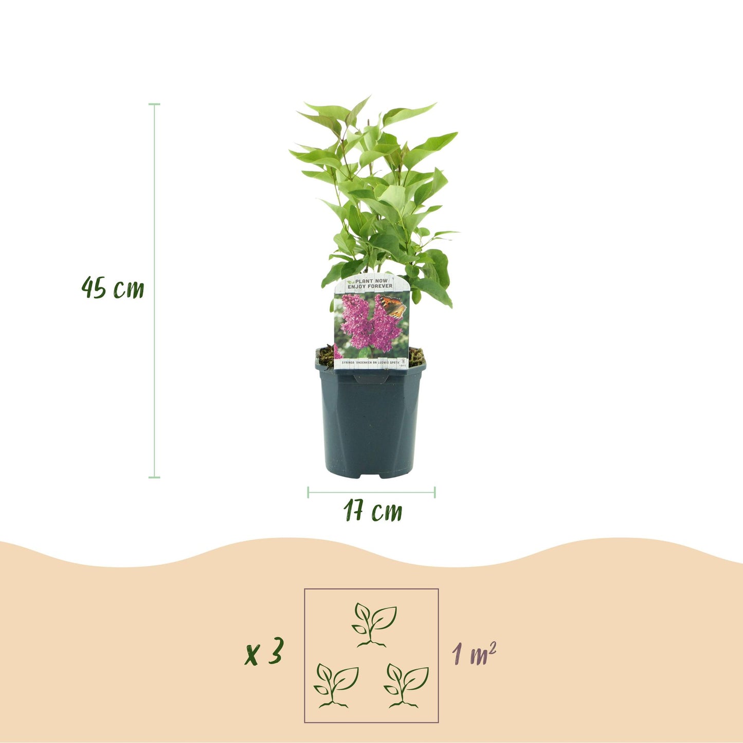 Syringa vulgaris 'Ludwig Spath' - Gewone Sering - hoogte 45cm
