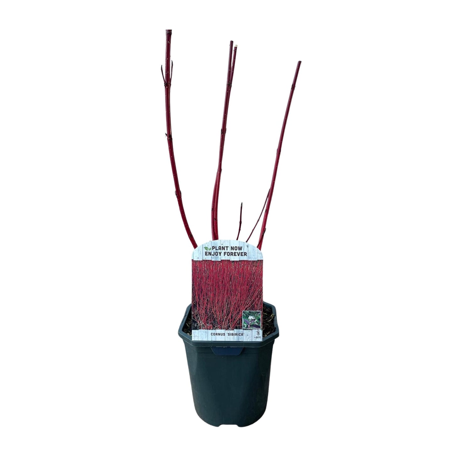 Cornus sibirica - Rode Kornoelje - hoogte 45cm