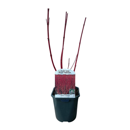 Cornus sibirica - Rode Kornoelje - hoogte 45cm
