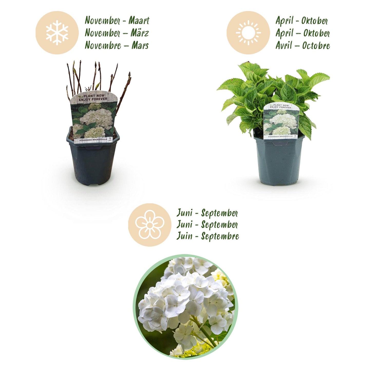 Hydrangea macrophylla 'White' - Bolhortensia - hoogte 30cm