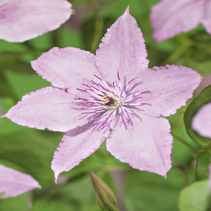 Clematis 'Hagley Hybrid' - Clematis - 2 planten - Pot 11cm - Hoogte 40cm