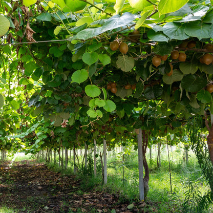 Actinidia deliciosa 'Jenny' - zelfbestuivende Kiwiplant