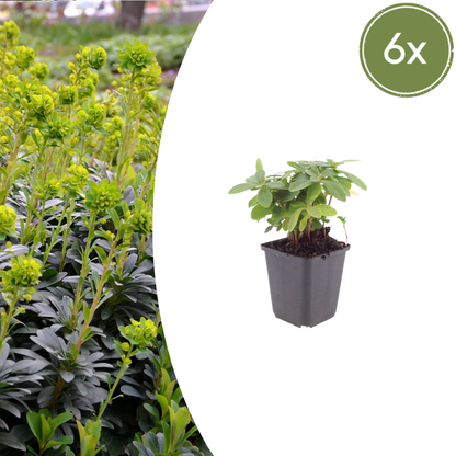 Euphorbia amygdaloides 'Robbiae' - Wolfsmelk