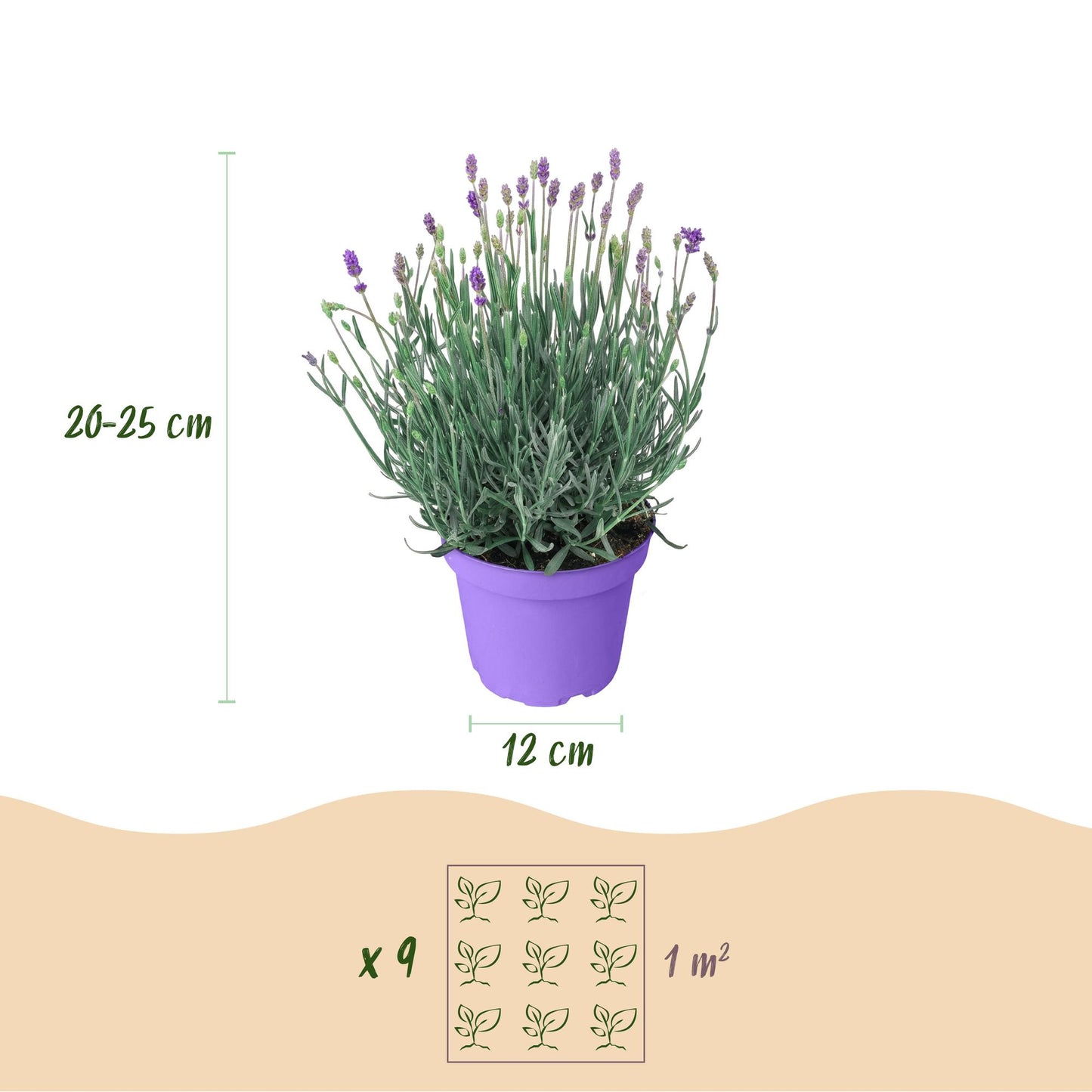 Green boutiQ - Tuinplant - Lavandula angustifolia Munstead - Lavendel - Winterhard - Paars - 6 Planten - Pot 12cm - Hoogte 15-25cm