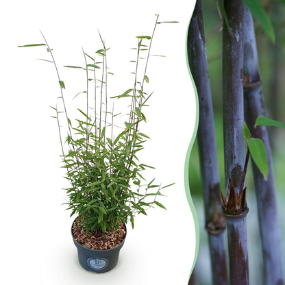 Fargesia nitida 'Black Dragon' - Niet Woekerende Bamboe - Bladhoudend - Groen - 1 Plant - Pot 23 cm - Hoogte 80 cm