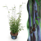 Fargesia nitida 'Black Dragon' - Niet Woekerende Bamboe - Bladhoudend - Groen - 1 Plant - Pot 23 cm - Hoogte 80 cm