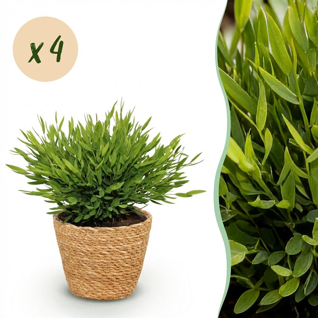 Green boutiQ - Kamerplant - Bamusa Pogonatherum Monica - Bamboegras - Huisdiervriendelijke Plant - Groen - 4 Planten - met Mand - Pot 12cm - Hoogte 20cm