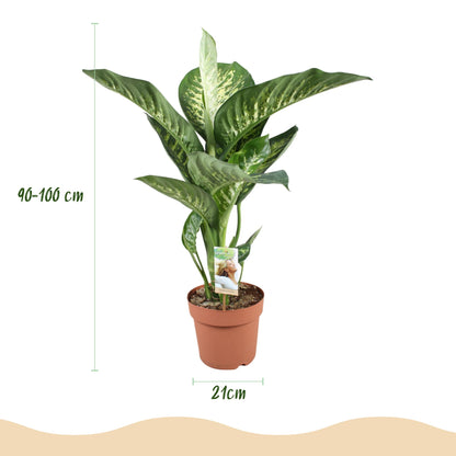 Diefenbachia Tropic Snow - Dieffenbachia - incl. pot wit - pot 21cm - hoogte 90-100cm