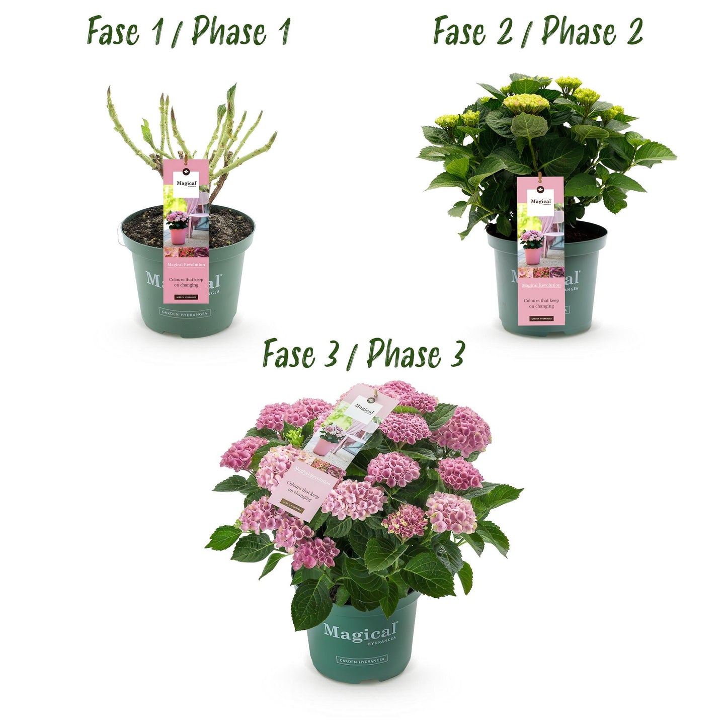 Hydrangea 'Magical Revolution Pink' - Roze Hortensia - 6-10 Bloemen - hoogte 55cm