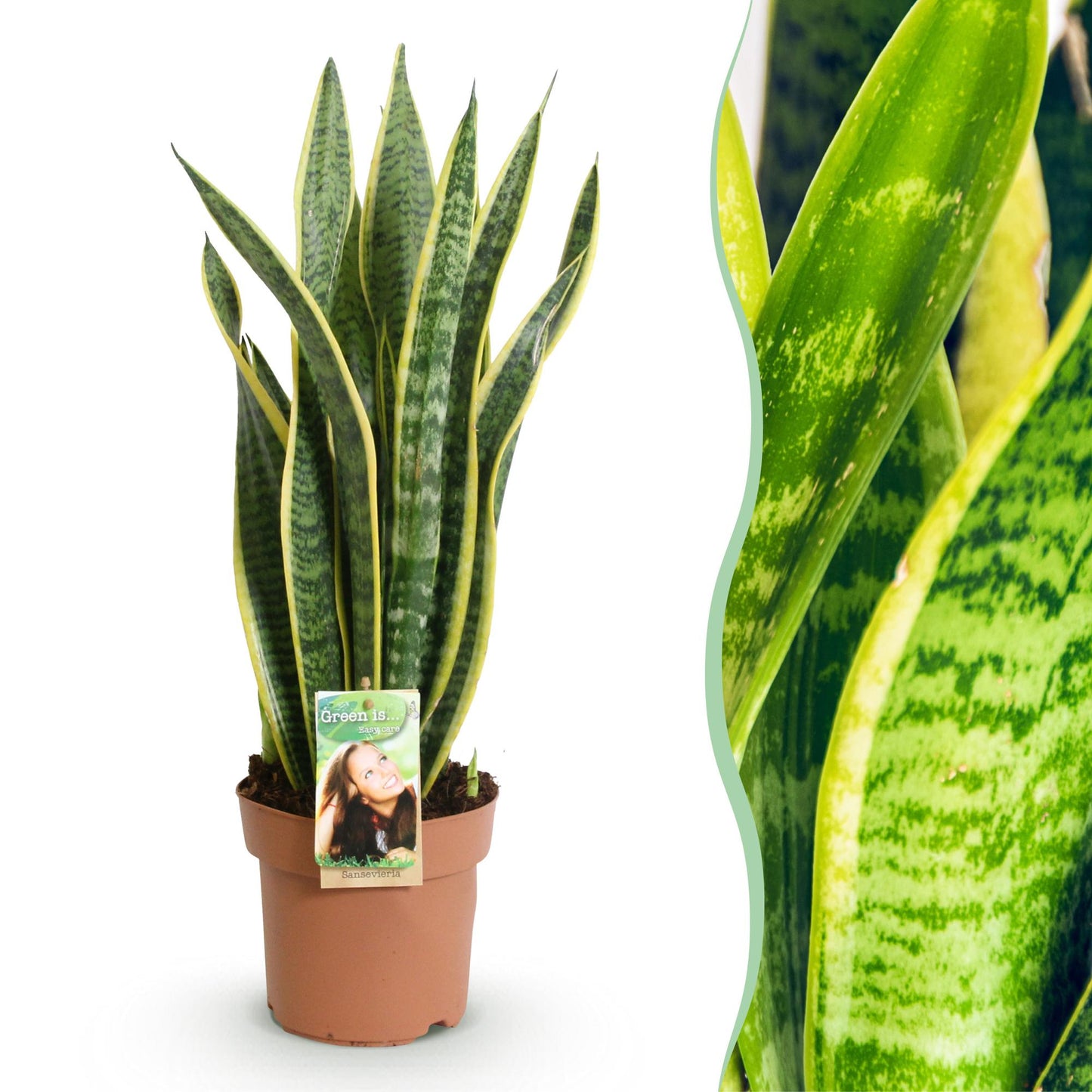 Sansevieria Laurentii - Vrouwentong - pot 17cm - hoogte 60-70cm