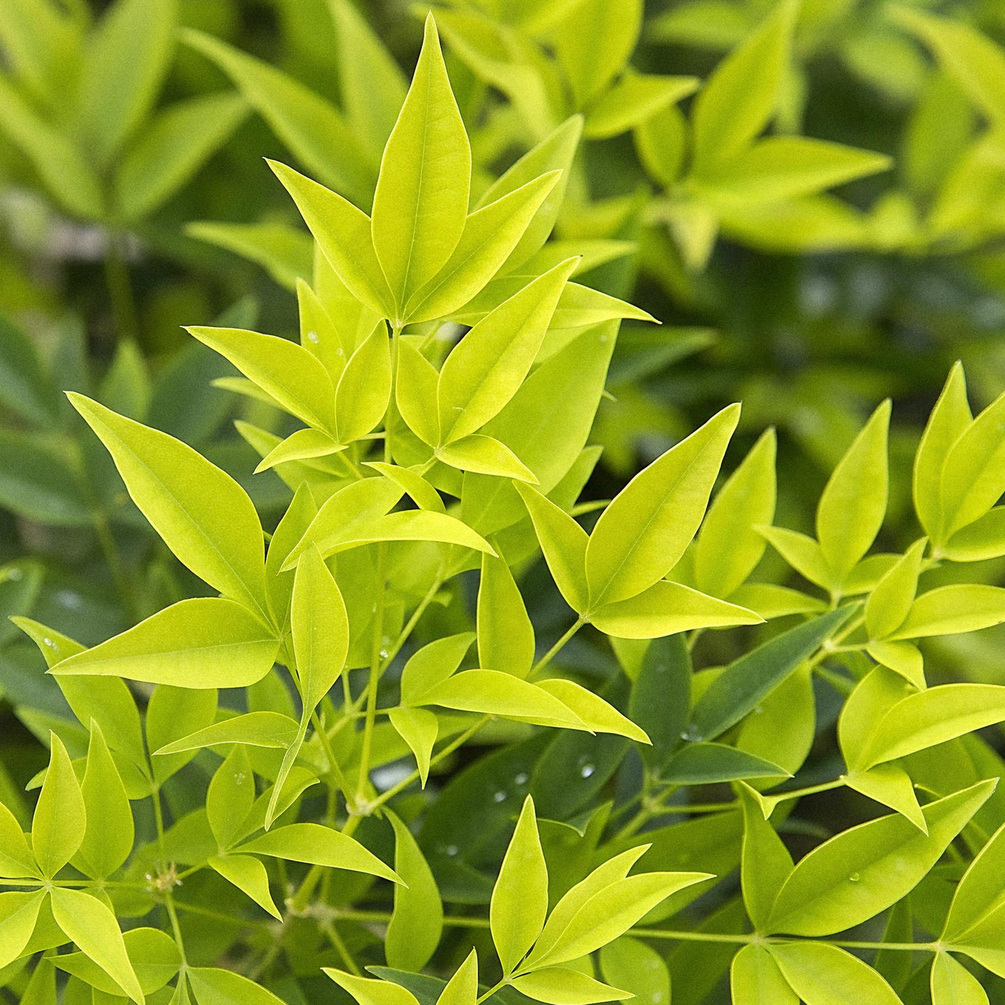 Nandina 'Lemon & Lime' - Schijnbamboe - hoogte 45cm