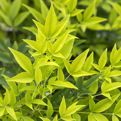 Nandina 'Lemon & Lime' - Schijnbamboe - hoogte 45cm