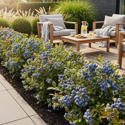 Vaccinium corymbossum 'Bluecrop' - Blauwe bes - 3 planten - Pot 9cm
