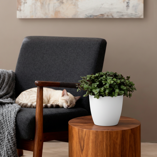 Calissia repens - Kattengras - incl. pot wit - pot 12cm - hoogte 17-20cm