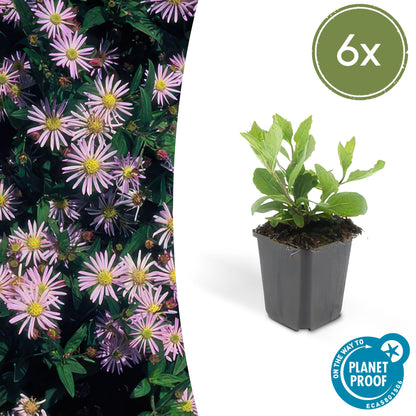 Aster ageratoides 'Asran' - Herfstaster