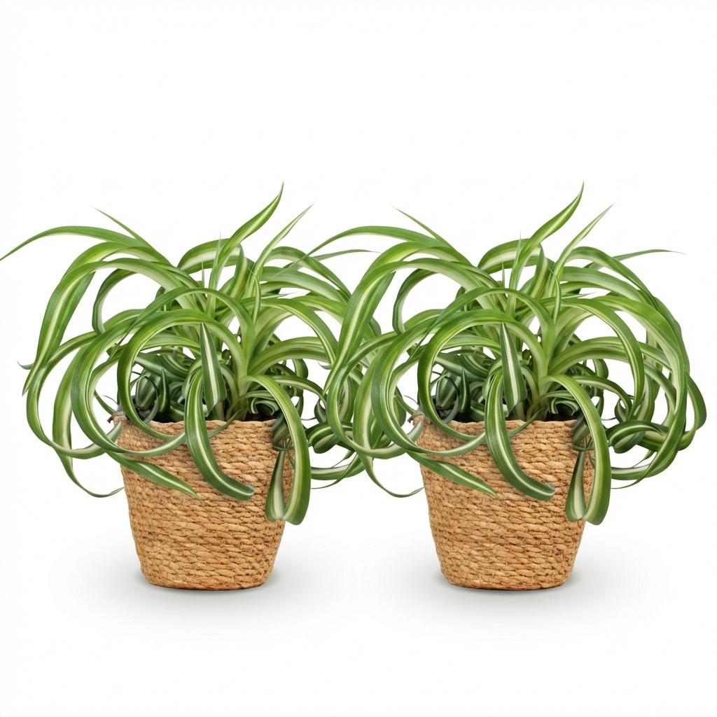 Green boutiQ - Kamerplant - Chlorophytum comosum Bonnie - Krullende Graslelie - Huisdiervriendelijke Plant - Groen - 2 Planten - met Mand - Pot 12cm - Hoogte 20cm