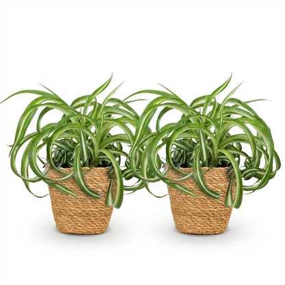 Green boutiQ - Kamerplant - Chlorophytum comosum Bonnie - Krullende Graslelie - Huisdiervriendelijke Plant - Groen - 2 Planten - met Mand - Pot 12cm - Hoogte 20cm