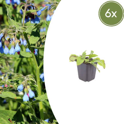 Symphytum grandiflorum 'Wisley Blue' Smeerwortel
