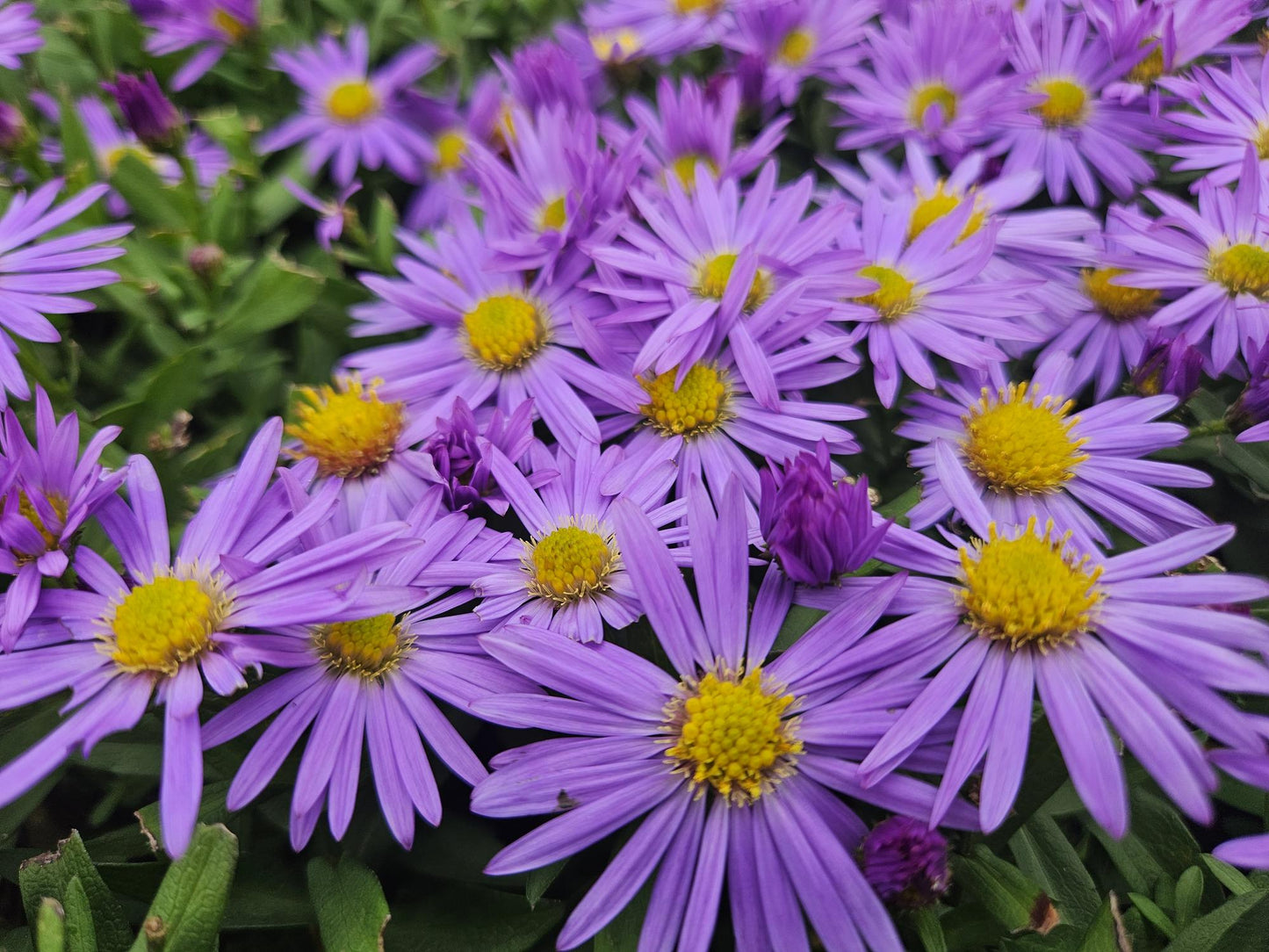 Aster (D) 'Prof. Anton Kippenberg' - Herfstaster