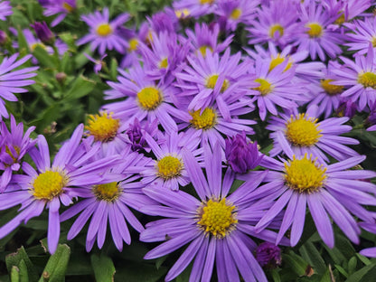 Aster (D) 'Prof. Anton Kippenberg' - Herfstaster